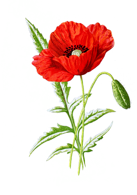 Poppy Flower Illustration