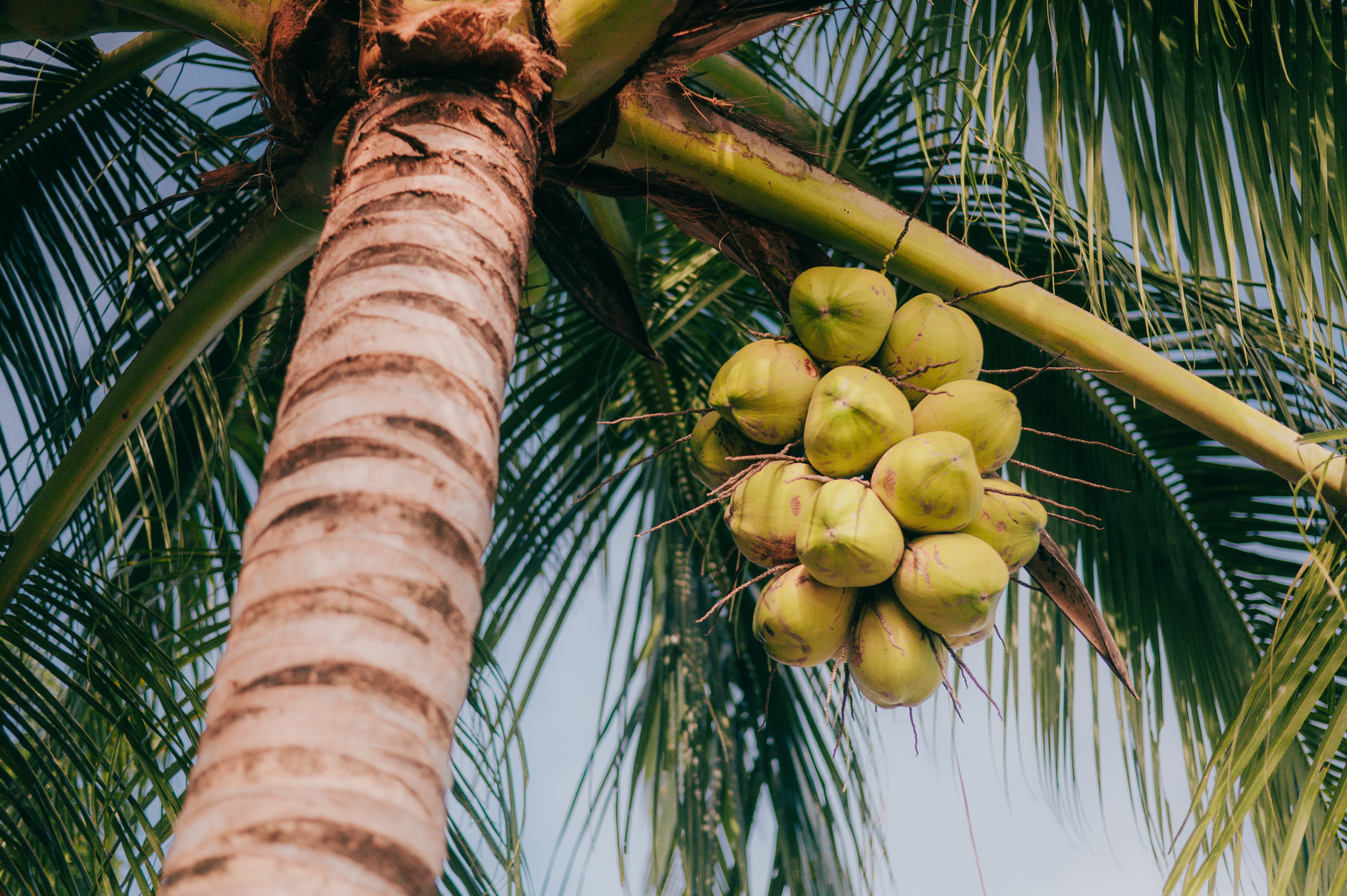 Tree with Coconut