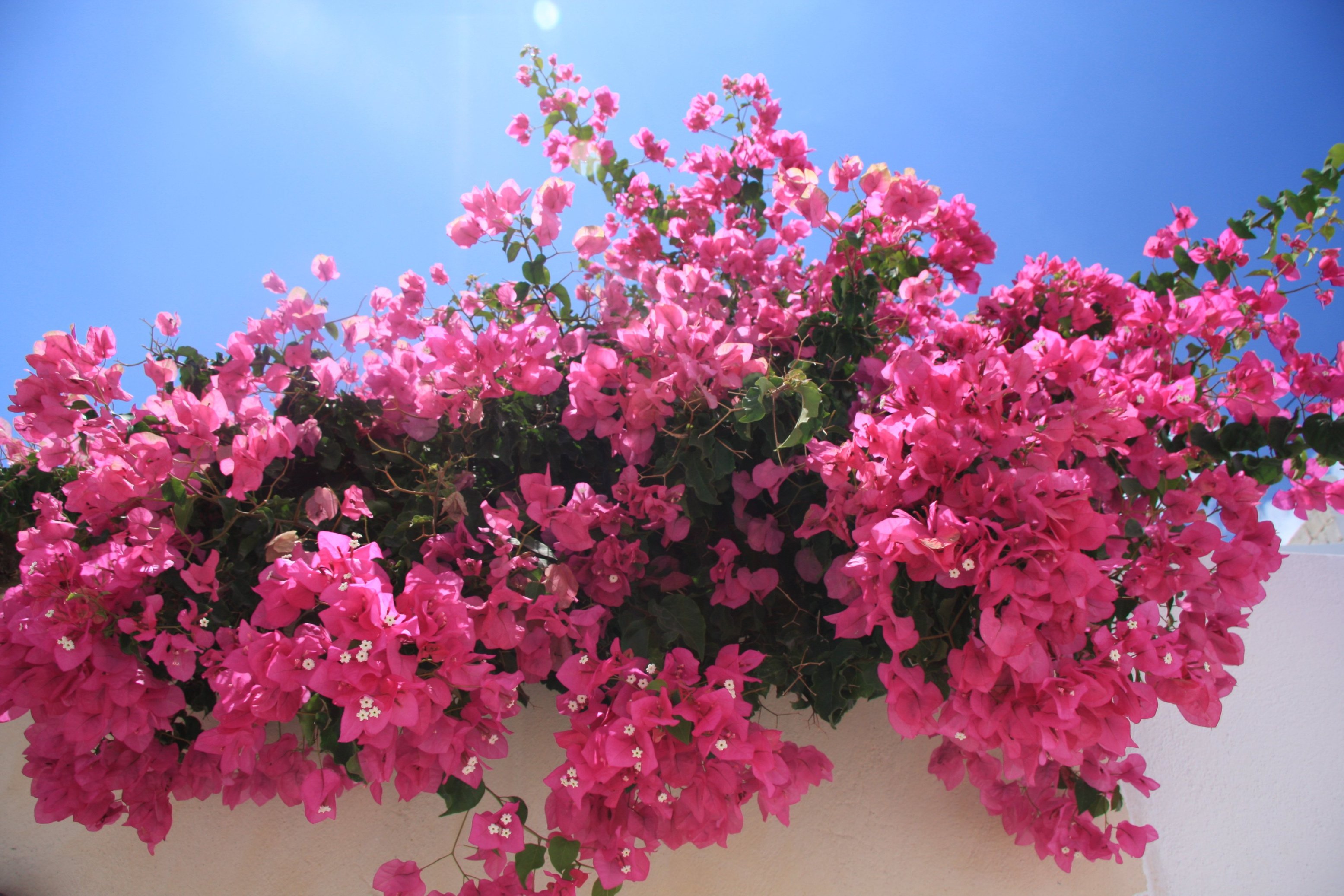 Pink Bougainvillea Flowers