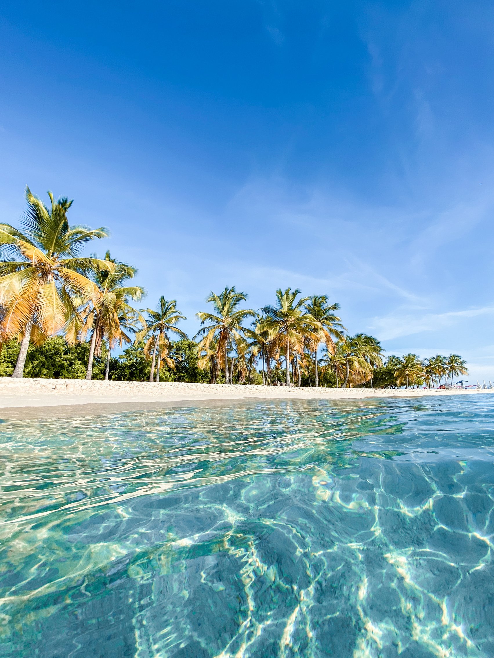 Palm Trees on Beach